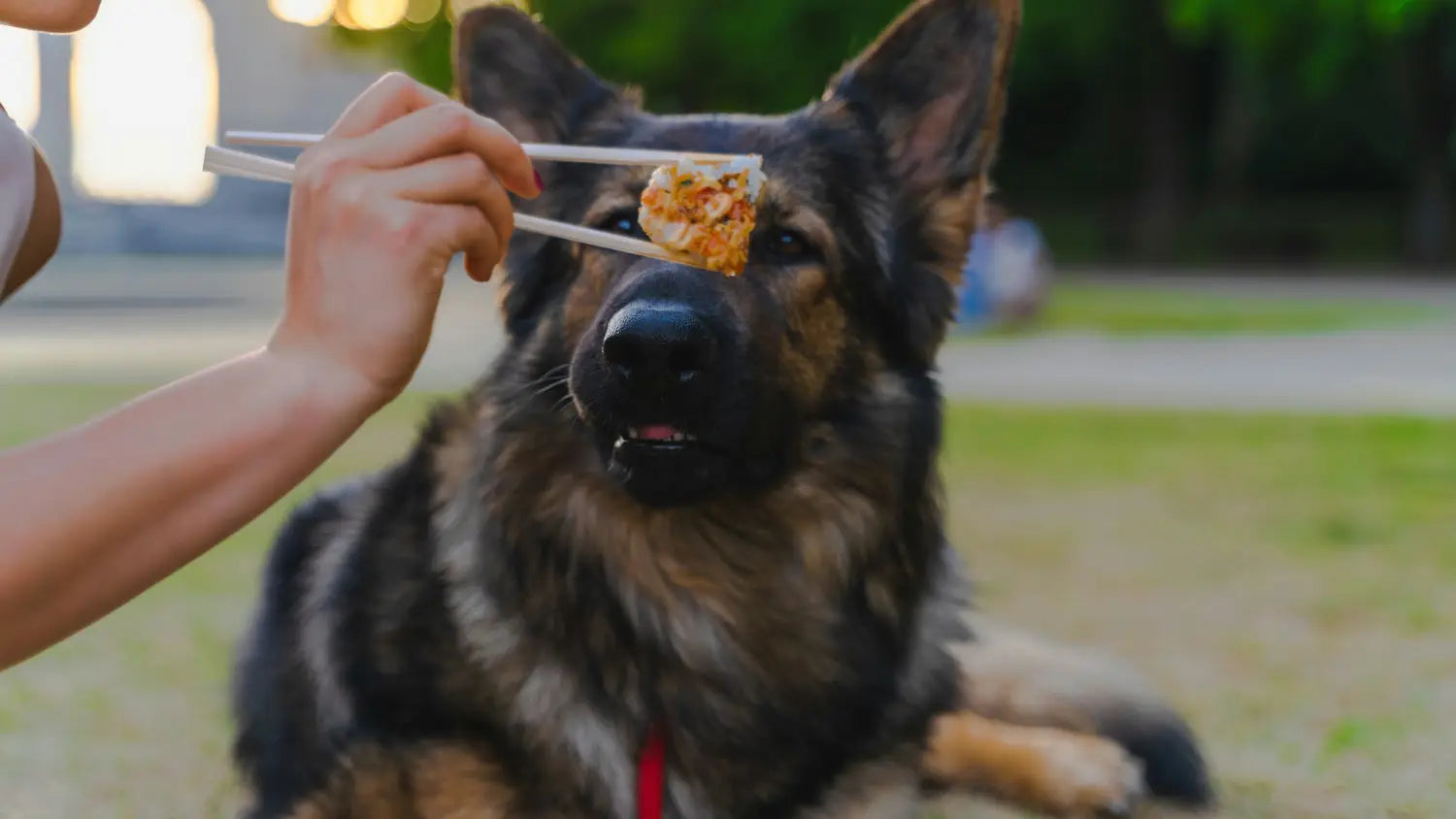 Dog happily eating Talis Us food