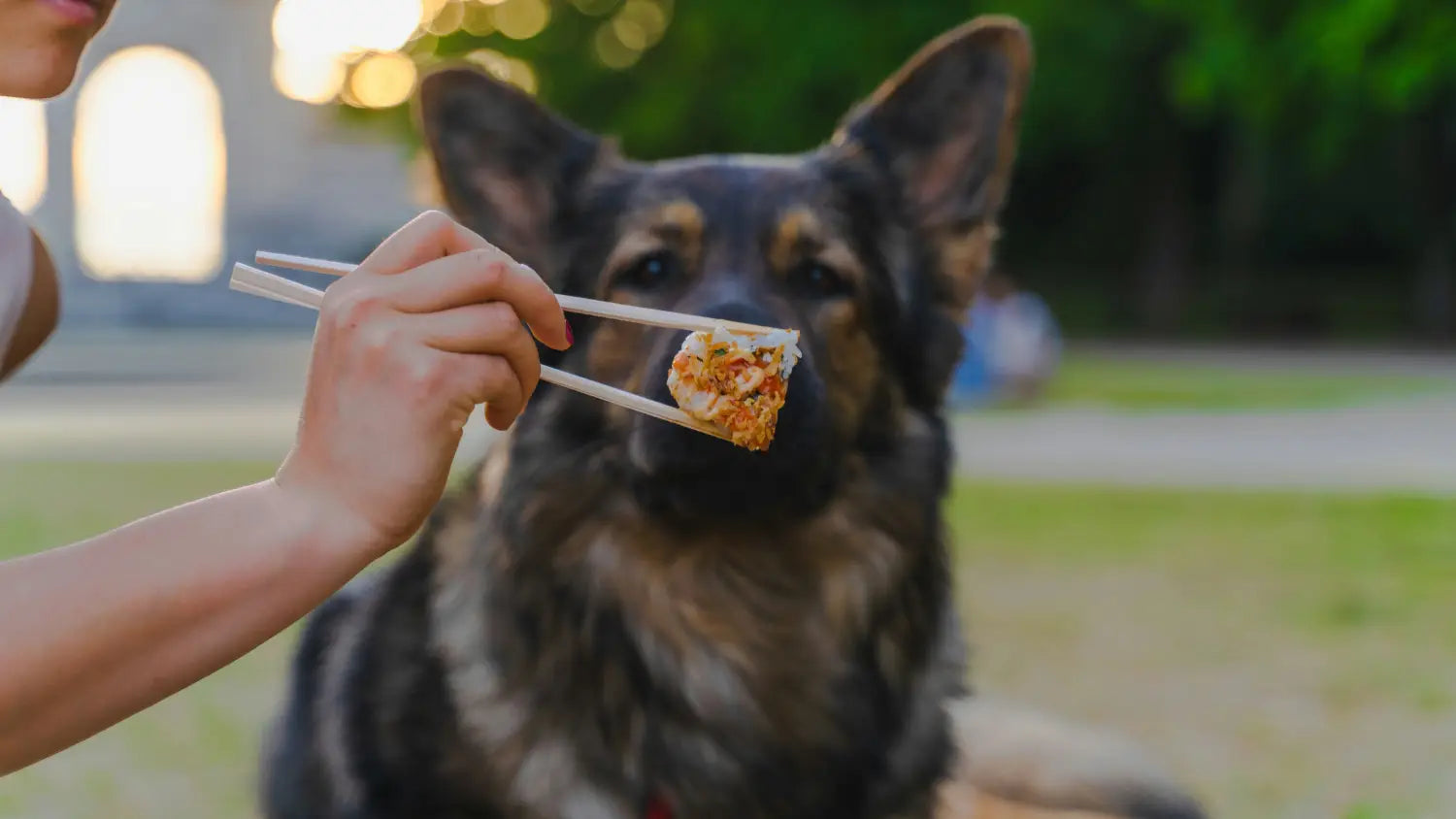 Happy dog with a sensitive stomach eating freeze-dried food
