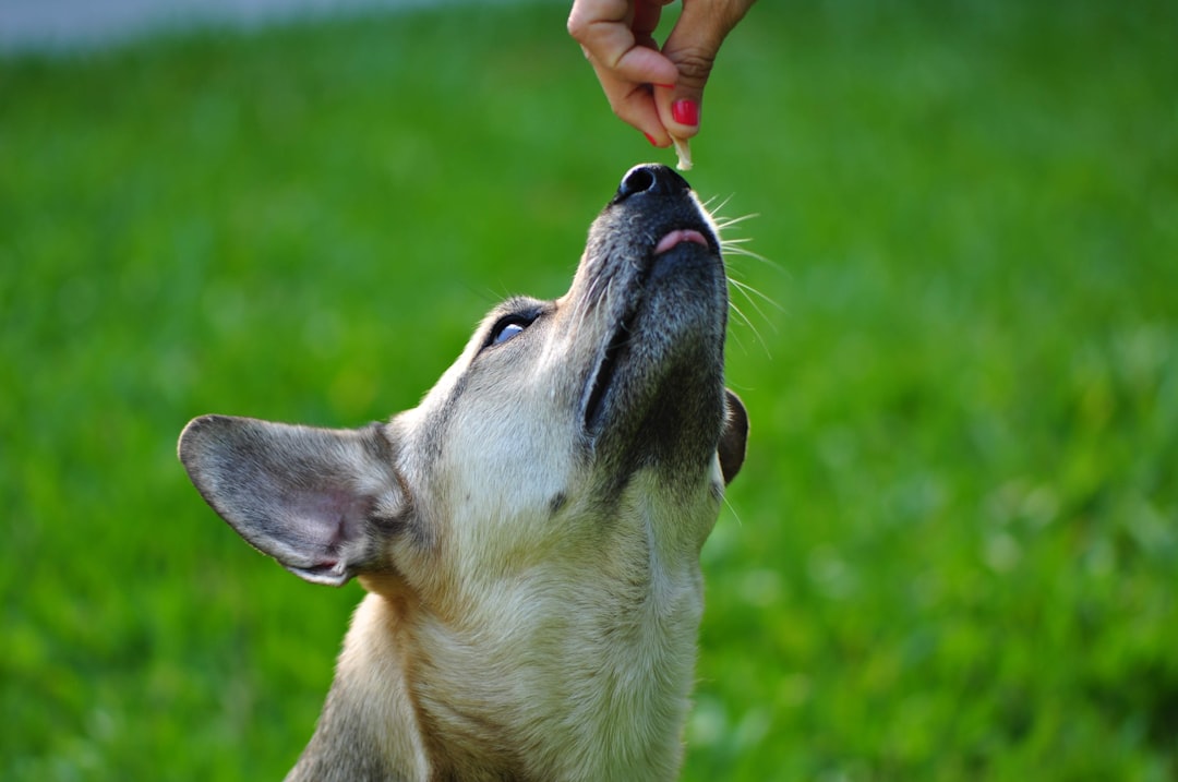 a person feeding a dog a piece of food