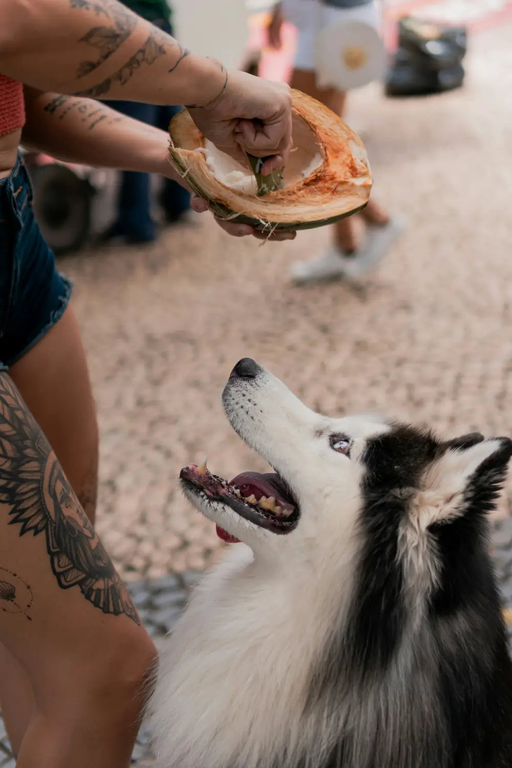 Dog enjoying Nutrisource meal