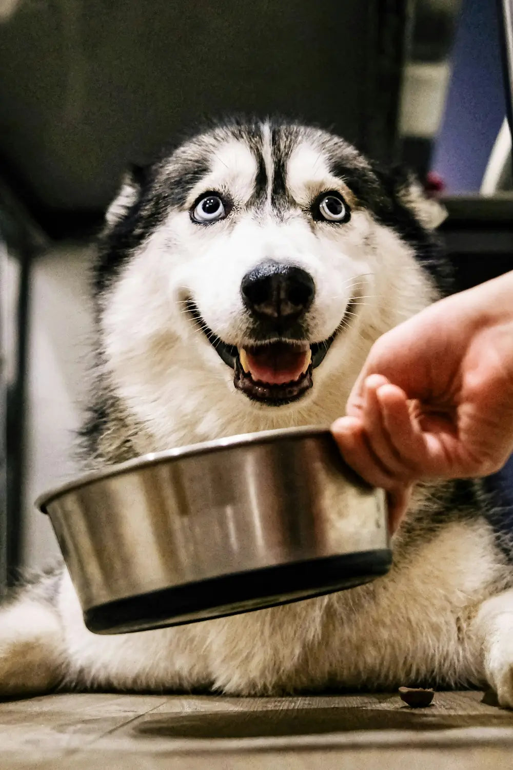 Dog transitioning to new food diet