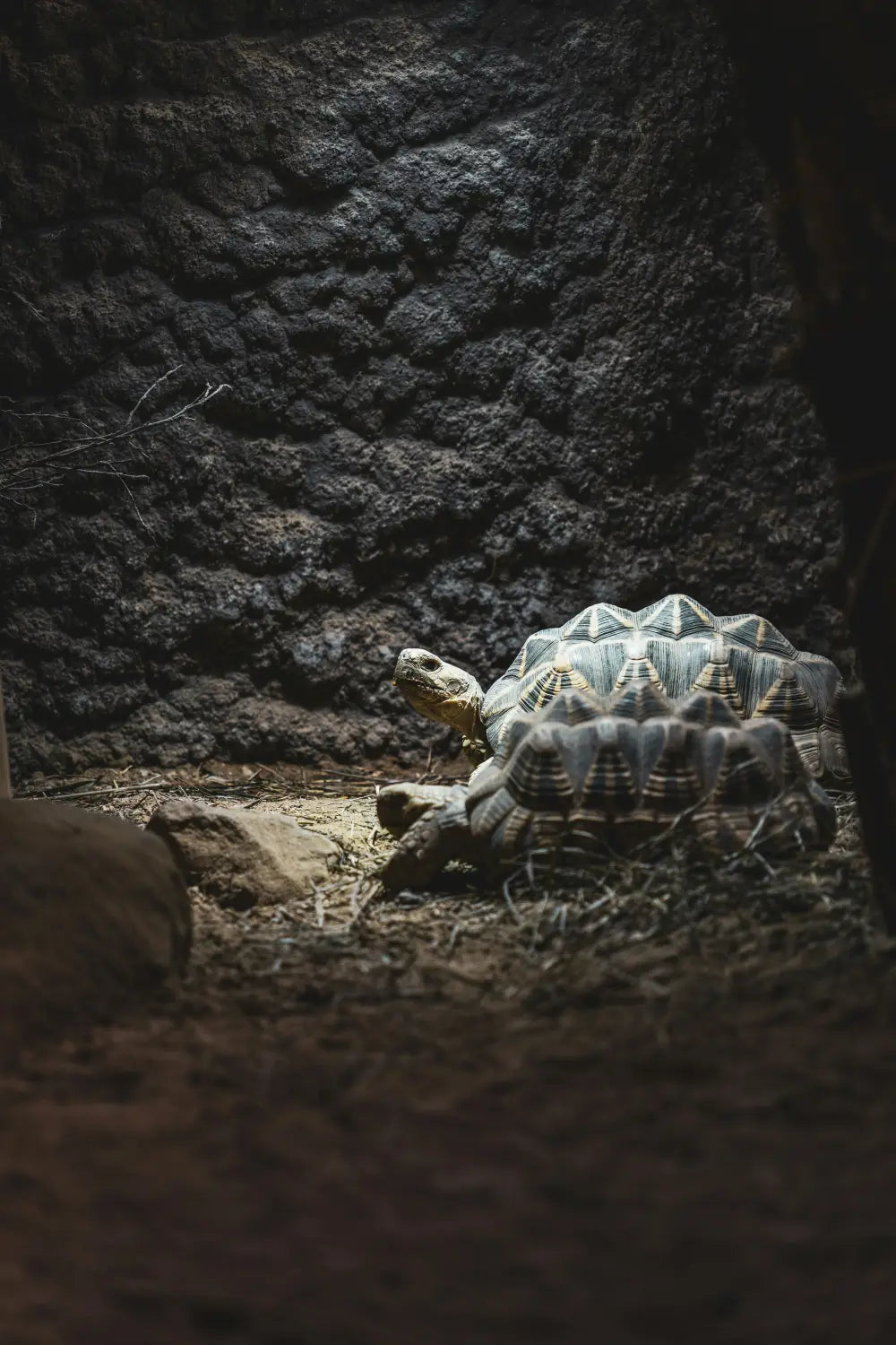 Image of a properly set-up indoor tortoise enclosure