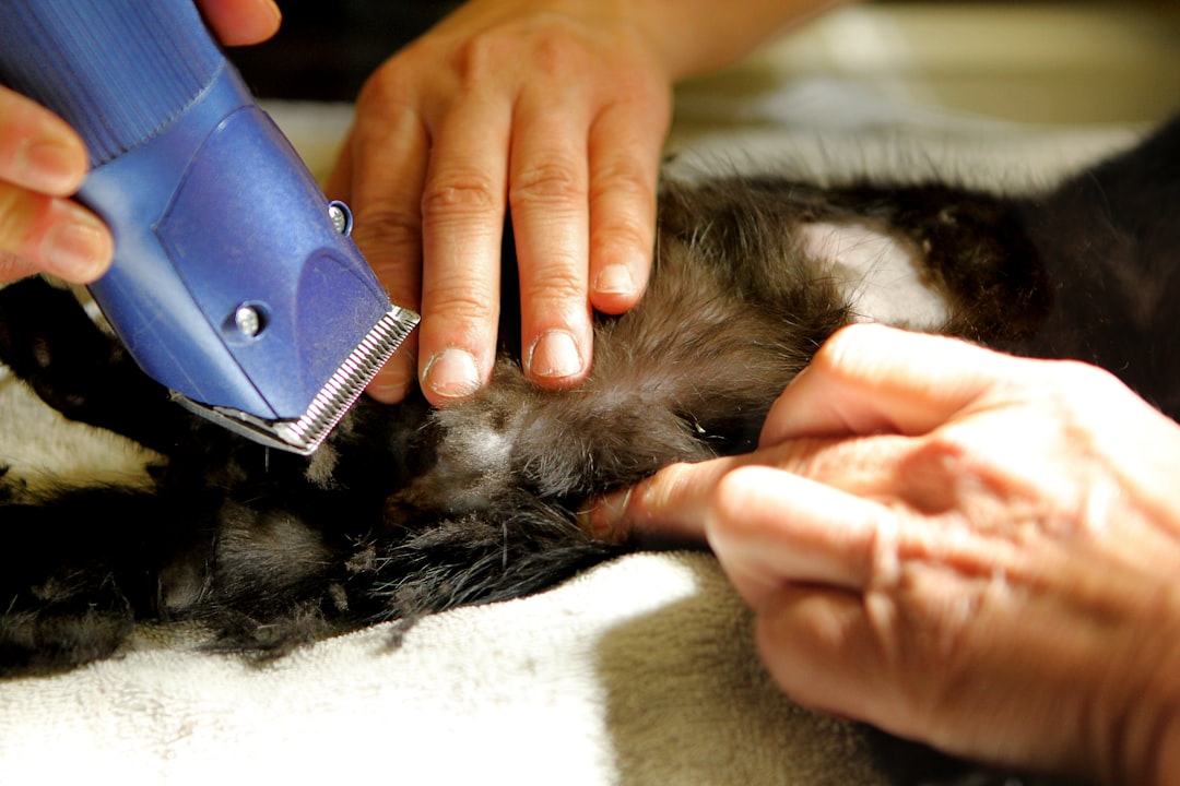 A well-organized cat grooming kit