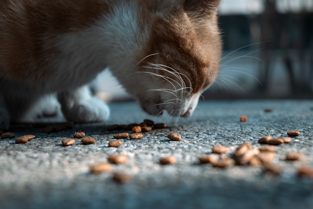 A cat eating food off of the ground