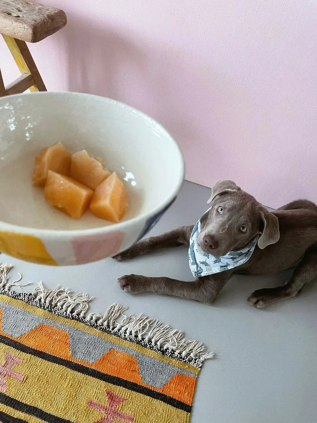 Content dog with a bowl of freeze-dried dog food