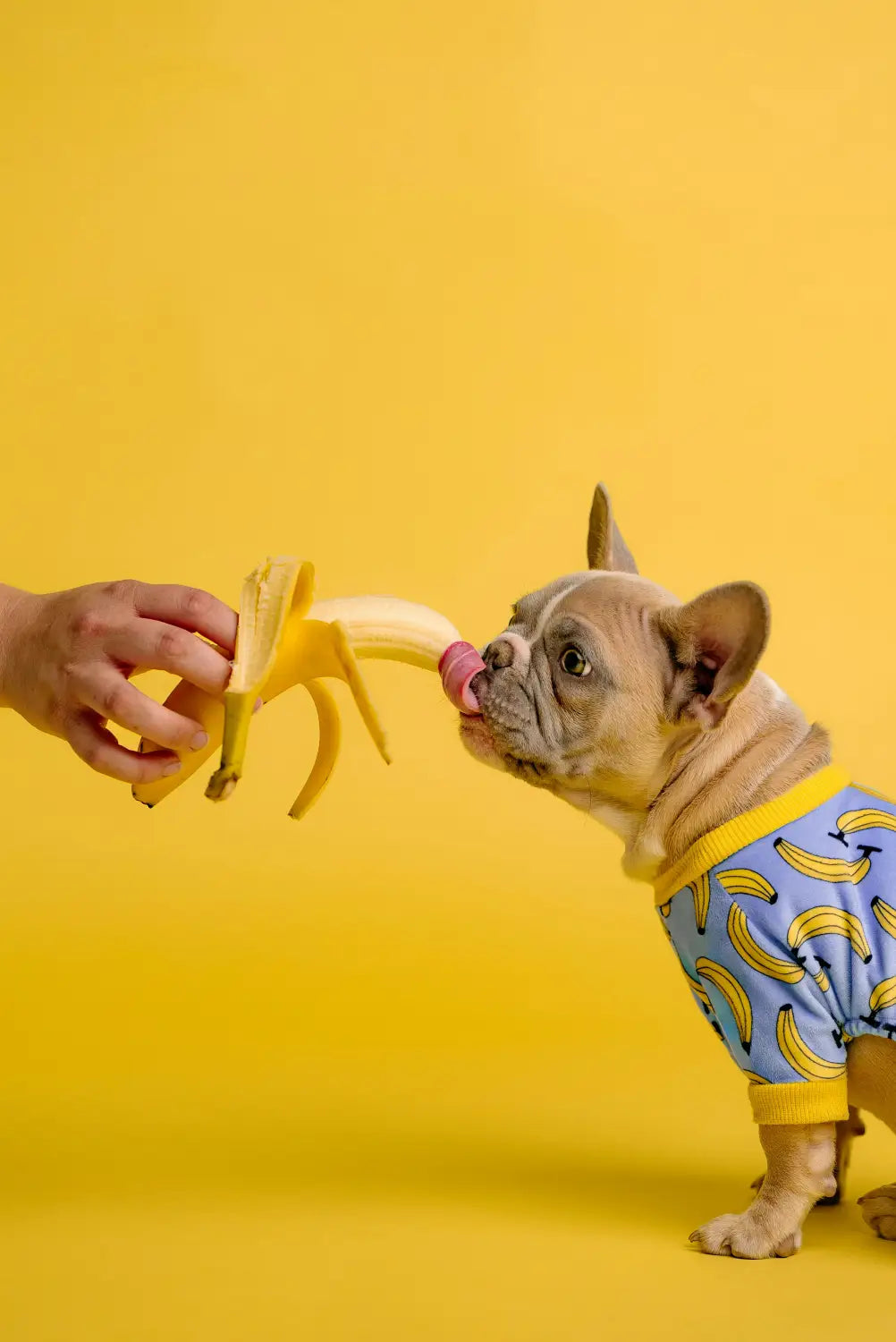 Puppy eating puppy food