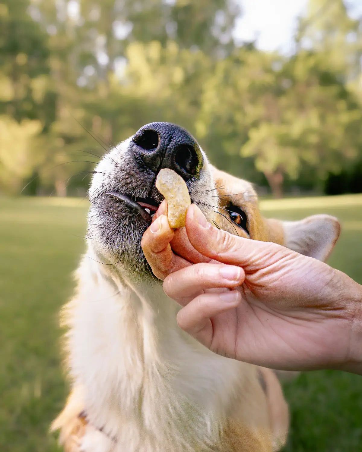 Dog happily eating Avoderm dog food