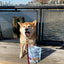 Polkadog Clam Chowda Training Bits Crunchy Dog and Cat Treats - Talis Us