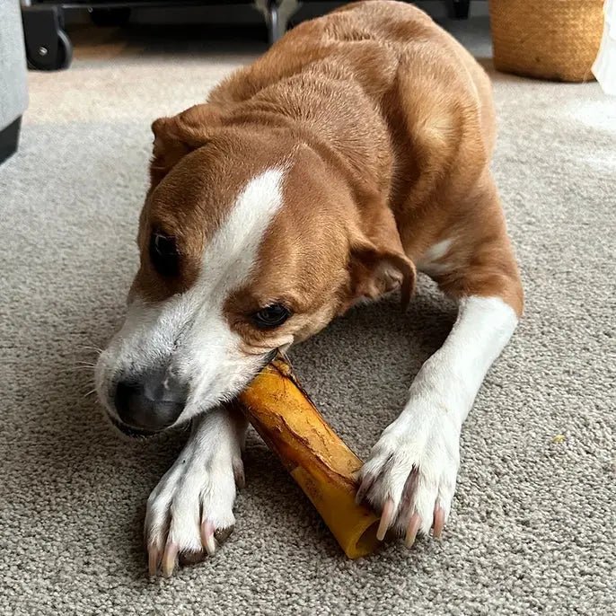 Poochie Butter Beef Femur Bone with Real Peanut Butter - Talis Us