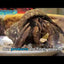 Gargeer Hermit Crab Complete Diet Collection