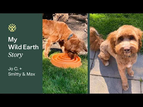 Wild earth clearance pet food reviews