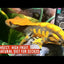 Arcadia EarthPro StickyFoot Gold Gecko Food 1.76 Oz