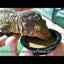 Crested Gecko superfood complete diet formula.