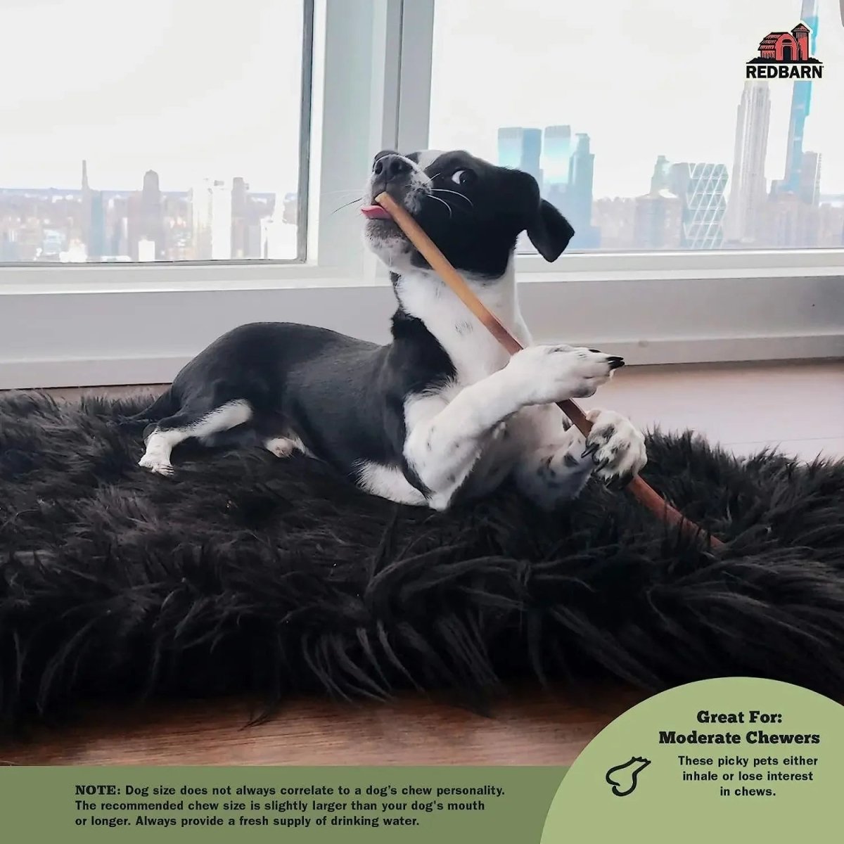 Redbarn 9" Bully Sticks for Dogs 9" (Pack of 50) - Talis Us