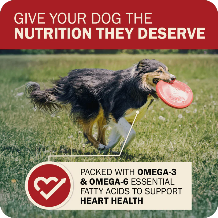 Active dog playing with a frisbee, showcasing Redbarn grain free dog food for optimal nutrition