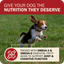 Active dog jumping with Redbarn grain free dog food promoting joint and cognitive health