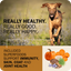 Redbarn grain free dry dog food with superfoods for immune and joint health in a happy dog image