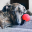 Ruff Dawg, Ball Tough Dog Chew Toy - Talis Us