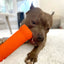 Ruff Dawg Crinkit Rubber & Water - Bottle Tough Dog Toy - Talis Us
