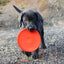 Ruff Dawg K9 Flyer Disc Tough Dog Toy - Talis Us