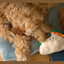 ThoozyPet Sandwich Dog Toy for playful dogs, featuring a soft and colorful design