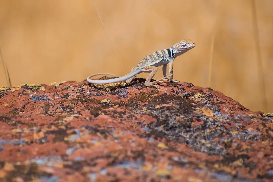 A small, slender lizard with a patterned body of brown and black markings perched on a rough, reddish-brown rock surface.