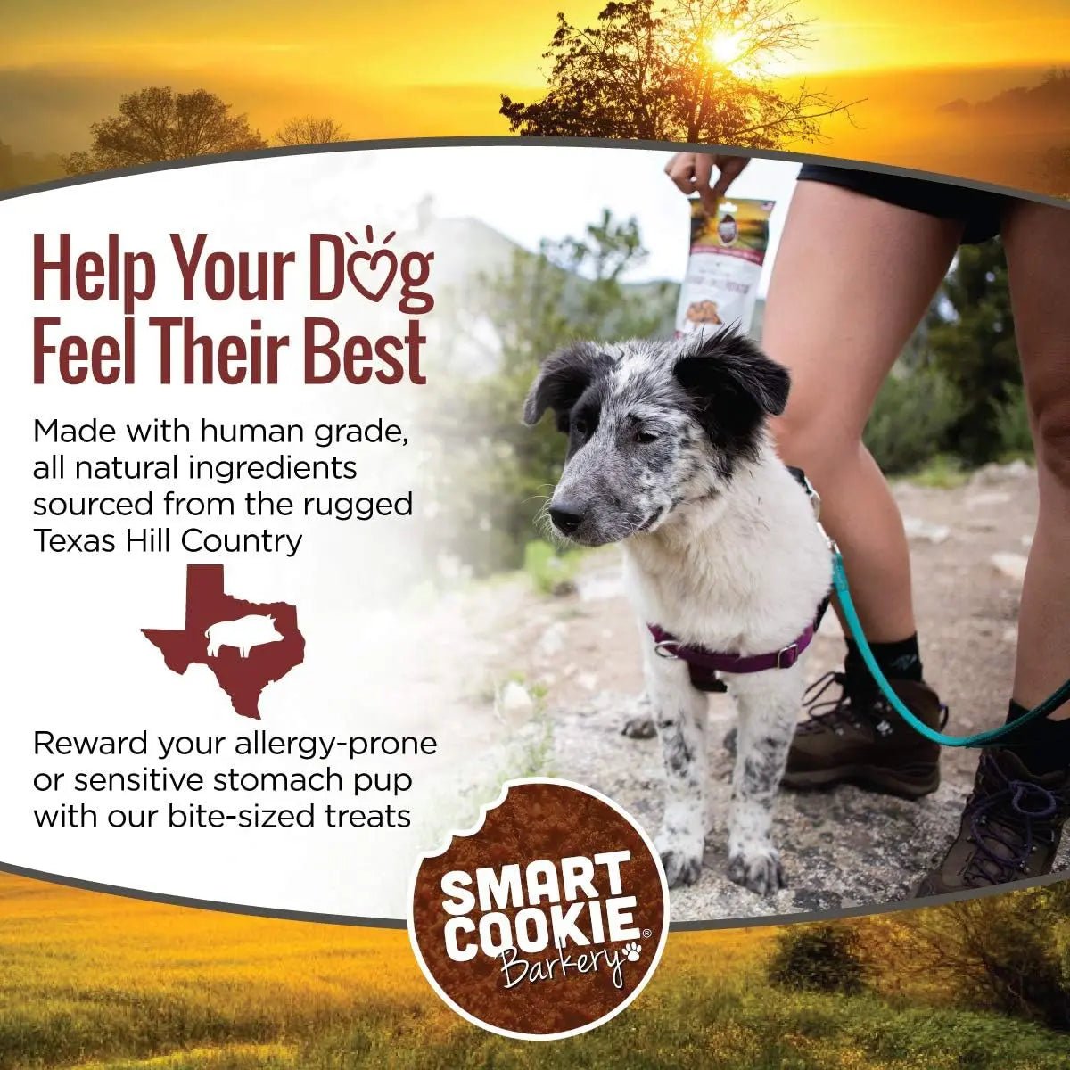 Smart Cookie Wild Boar & Sweet Potato Grain - Free Dog Treats - Talis Us