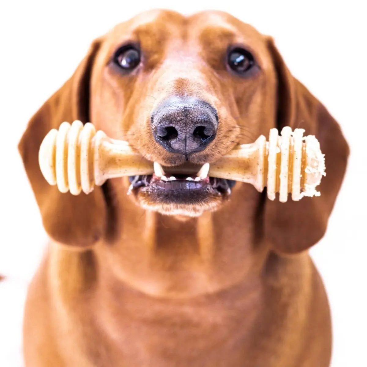 SodaPup Nylon Honey Bone Ultra Durable Dog Chew Toy - Talis Us