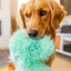 Golden Retriever playing with a West Paw squeaky plush dog toy in a bright living room