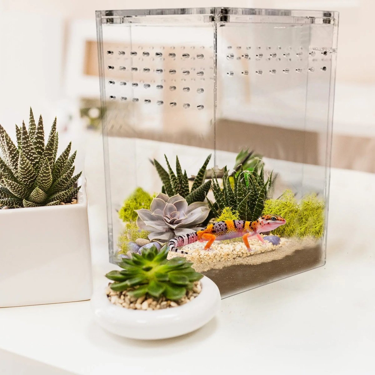 Talis - us Acrylic Hexagon Tarantula Enclosure Reptile Terrarium - Talis Us