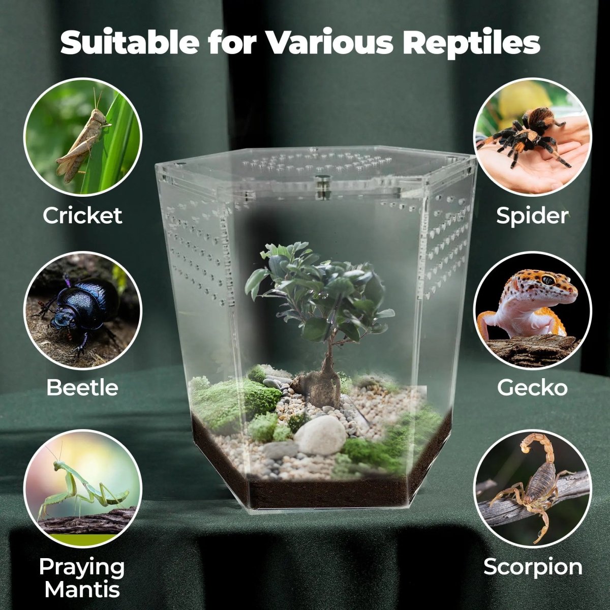 Talis - us Acrylic Hexagon Tarantula Enclosure Reptile Terrarium - Talis Us
