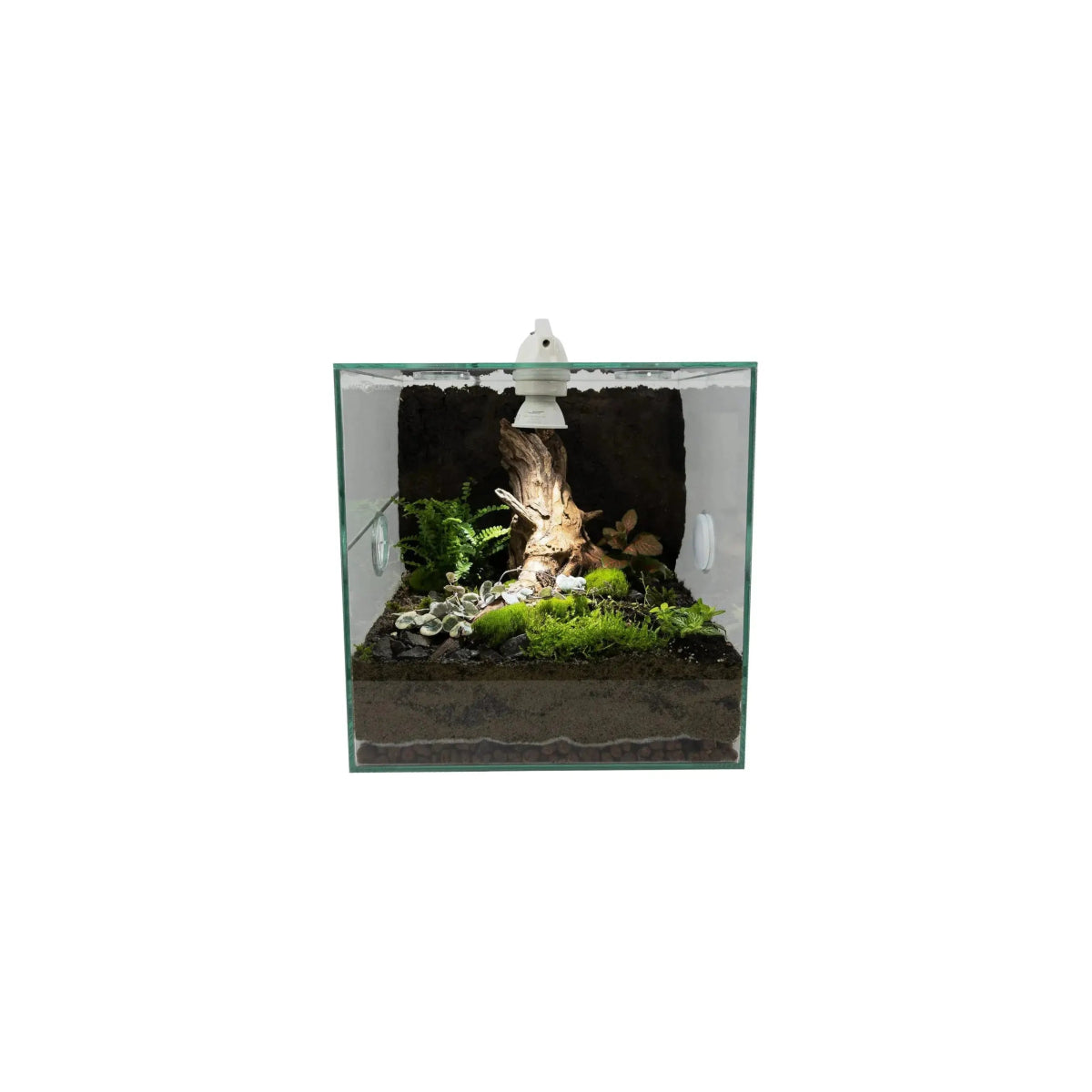 Talis - us LED Light for Ant Nest Ants Farm Insect Cages Spotlight for Formicarium - Talis Us