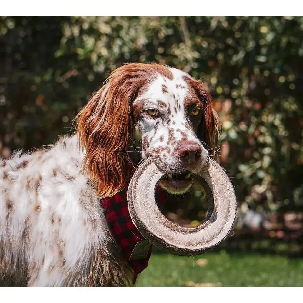 Tall Tails Natural Leather Ring Toy, 7" - Talis Us