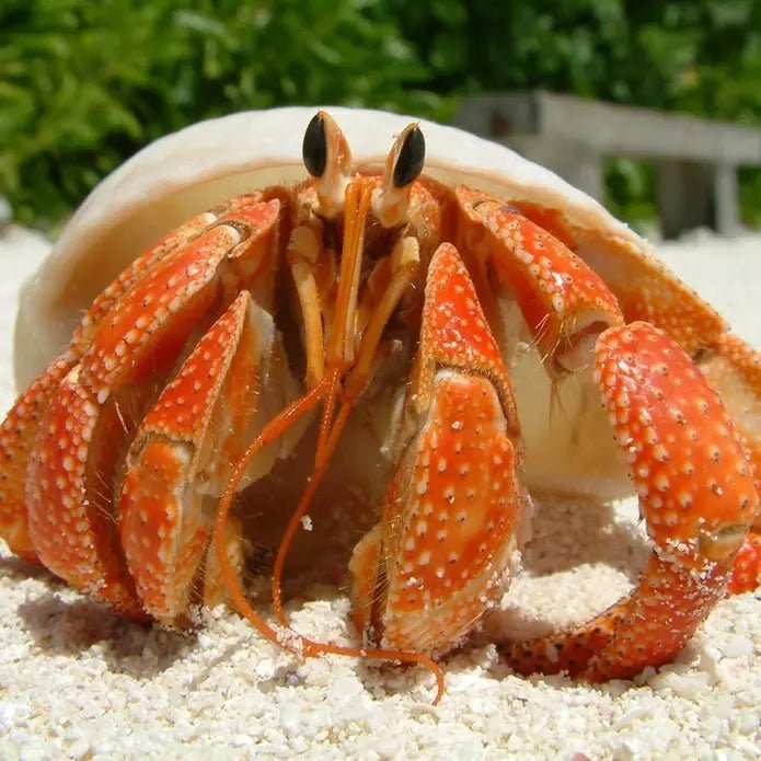 TropicZone Land Crab Performance Diet - Talis Us