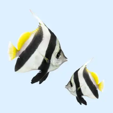 Two black-and-white striped angelfish with yellow fins swim against a light blue background.