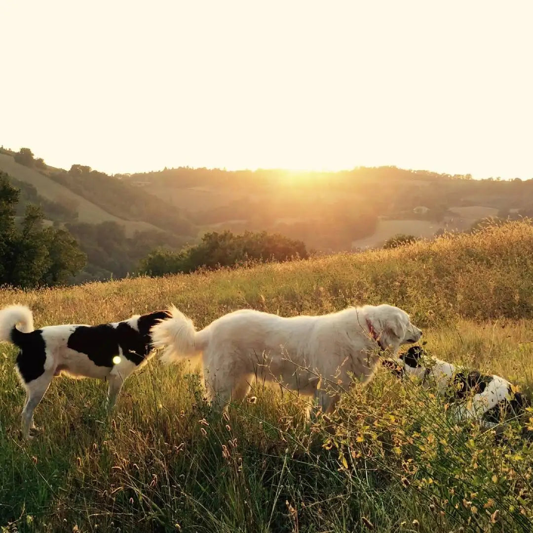 Two dogs, one with black and white fur standing alertly while the other is a fluffy white dog walking beside it.