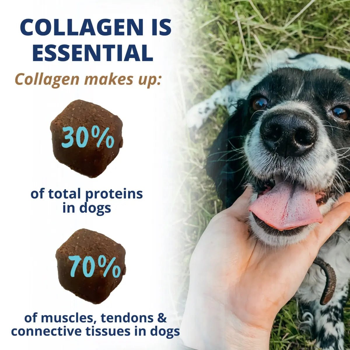 Under the Weather Collagen Soft Chew for Dogs 3.5oz - Talis Us