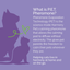 Vetality Harmony Pet Calming Home Diffuser Refills for Cats 2ct - Talis Us