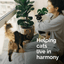 Vetality Harmony Pet Calming Spray for Cats 1.62 fl oz - Talis Us