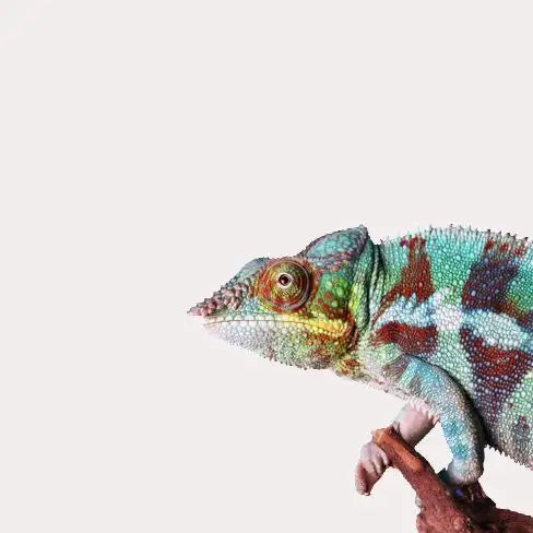 A vibrant, multicolored chameleon with green, blue, and red patterns on its textured skin perched on a branch.