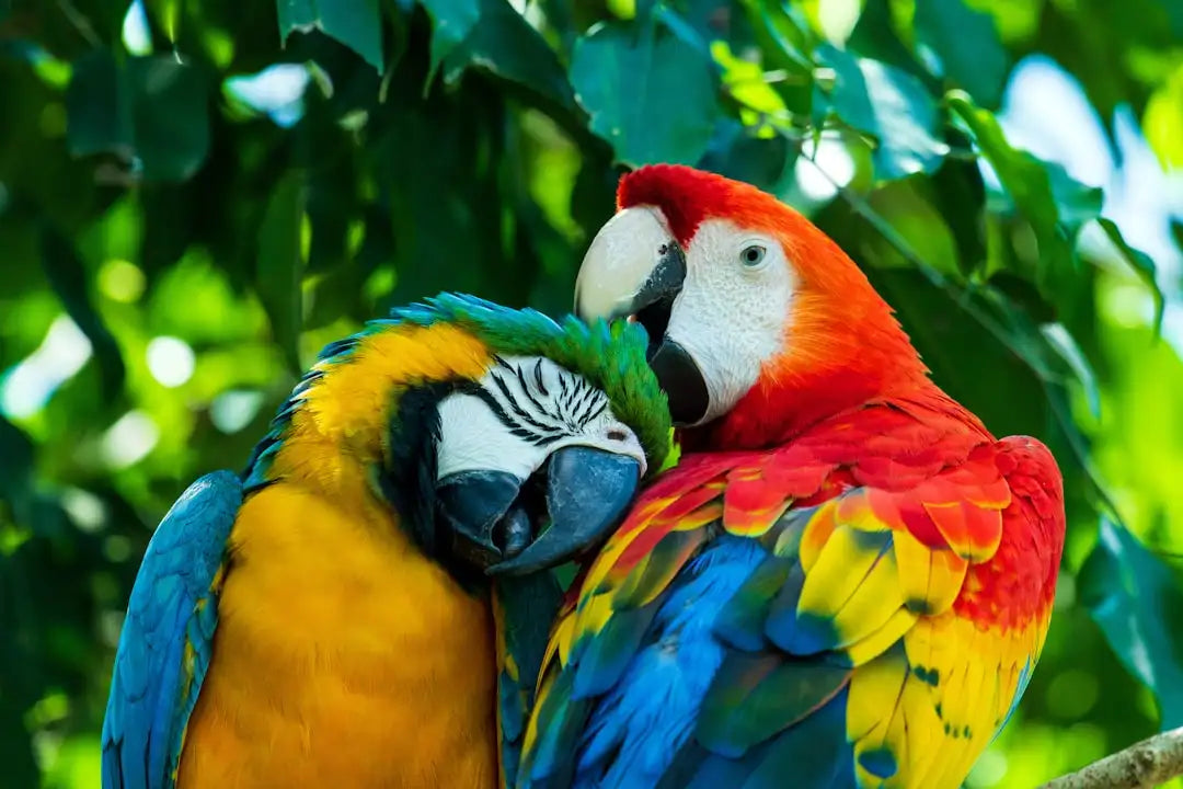 Vibrant red and blue macaw parrots with striking yellow chests, perched closely together amidst lush green foliage.
