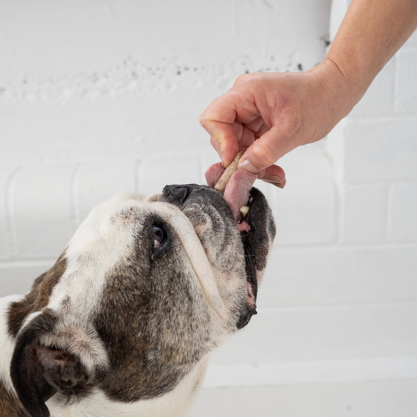 Dog enjoying a beef tongue dog treat from The New Zealand Natural Pet Food Co in a hand feeding moment