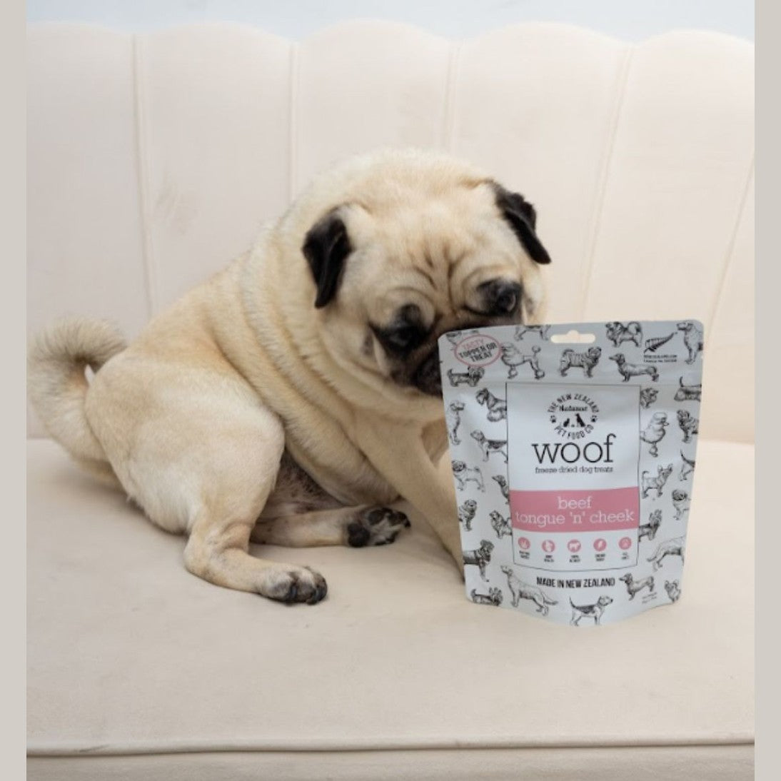 Pug enjoying beef tongue dog treat from The New Zealand Natural Pet Food Co on a beige couch