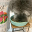 Dog enjoying Woof lamb freeze dried dog food from The New Zealand Natural Pet Food Co in a bowl