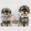 Two dogs posing with Woof lamb freeze dried dog food bag featuring a healthy, tasty lamb recipe