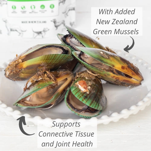 New Zealand green mussel dog treats on a white plate, supporting connective tissue and joint health