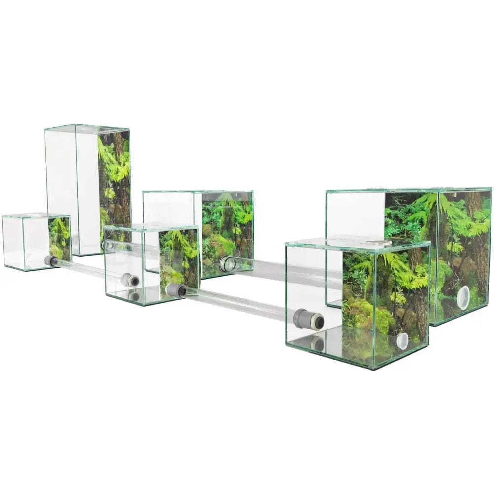 ANTCUBE – Starter Set for Leaf Cutter ants – Large Antcube