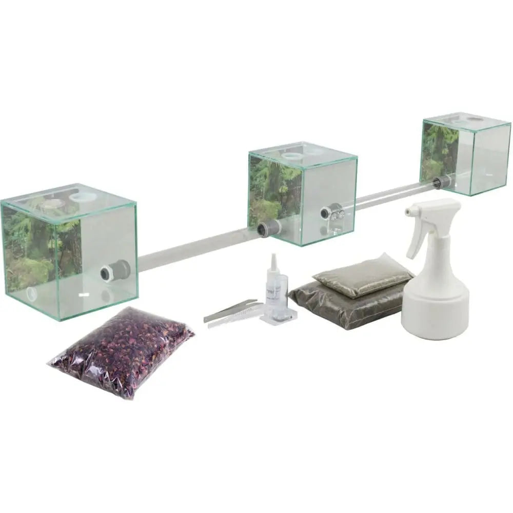 ANTCUBE – Starter set for leaf cutter ants – small Antcube
