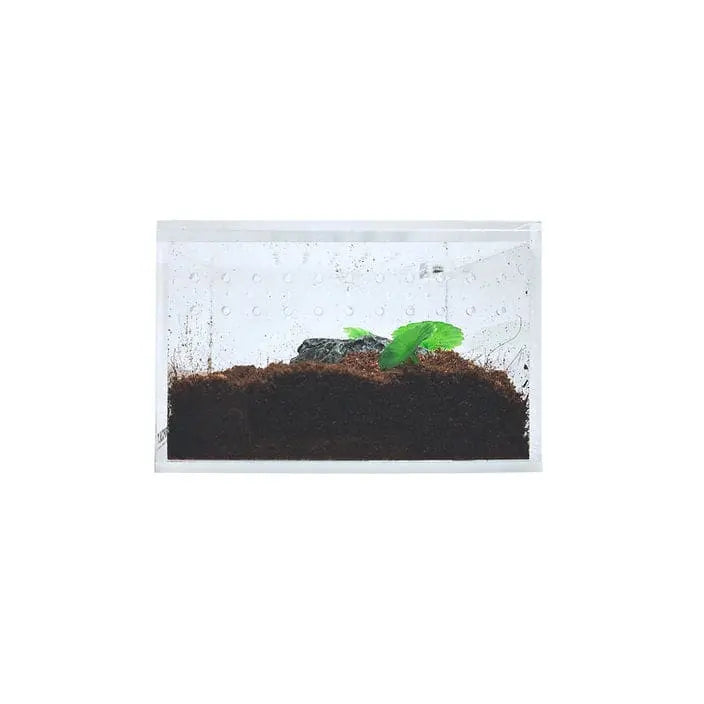 Acrylic Enclosure Mini Flat Reptile Breeding Box Terrarium Cage for Sling Isopods Invertebrates & Herpcult