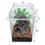 Acrylic Enclosure Small Tall Transparent Reptile Breeding Box Terrarium Cage for Tarantula Scorpion HerpCult